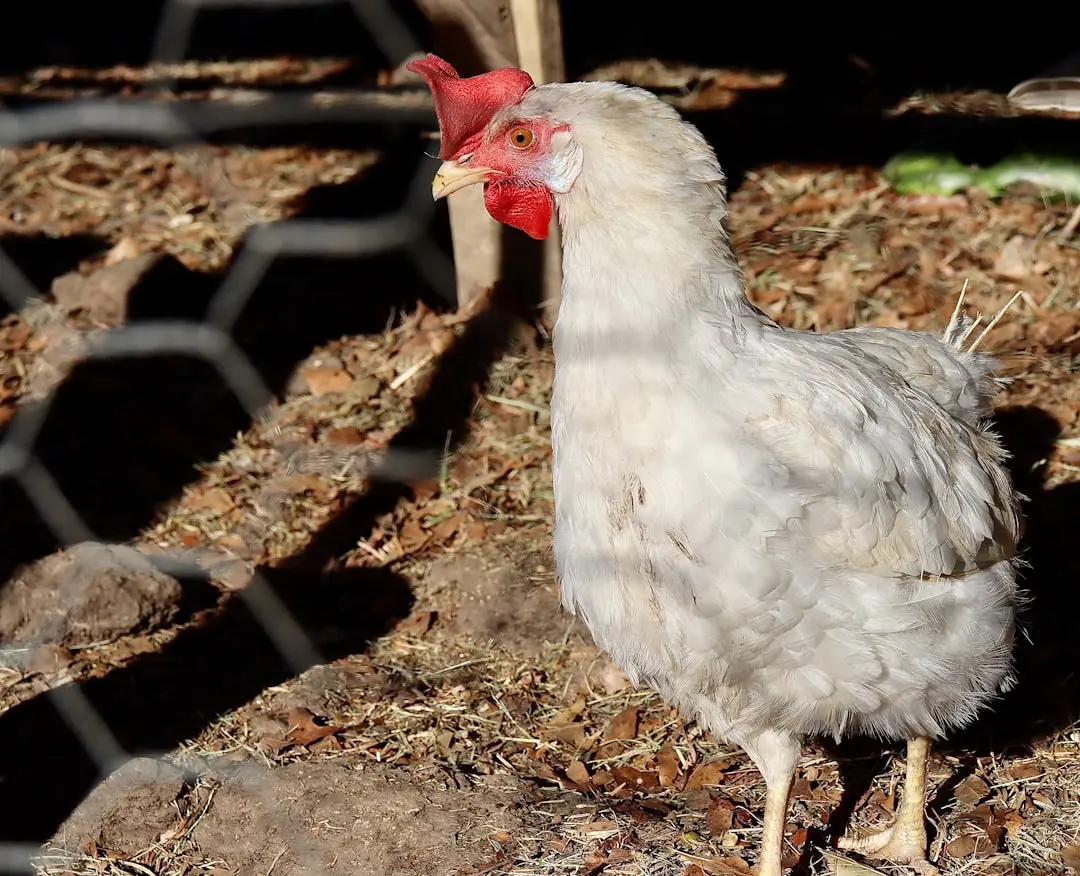 Leghorn chicken
