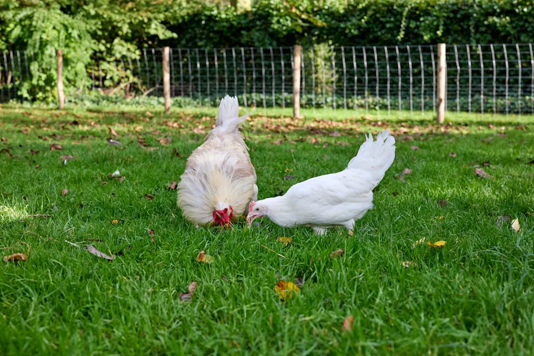 Orpington chickens