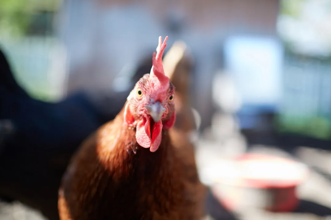 Rhode Island Red chicken