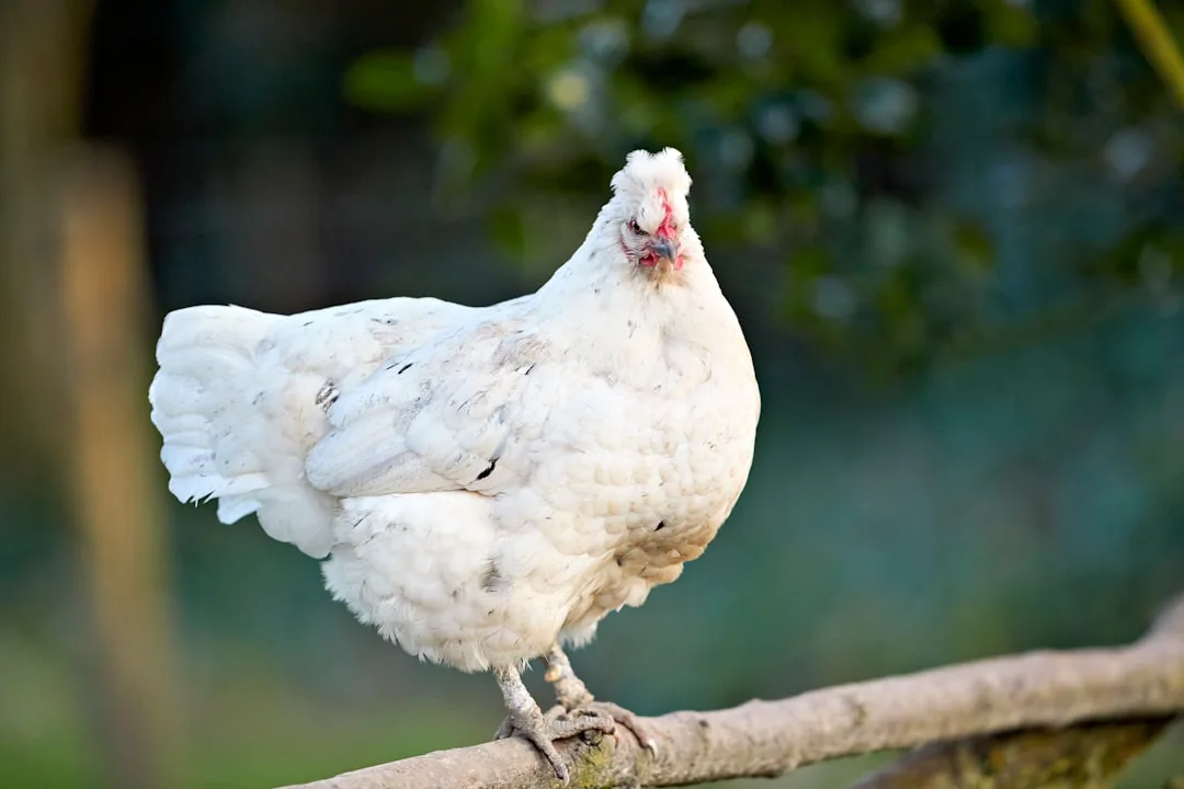 Silkie chicken