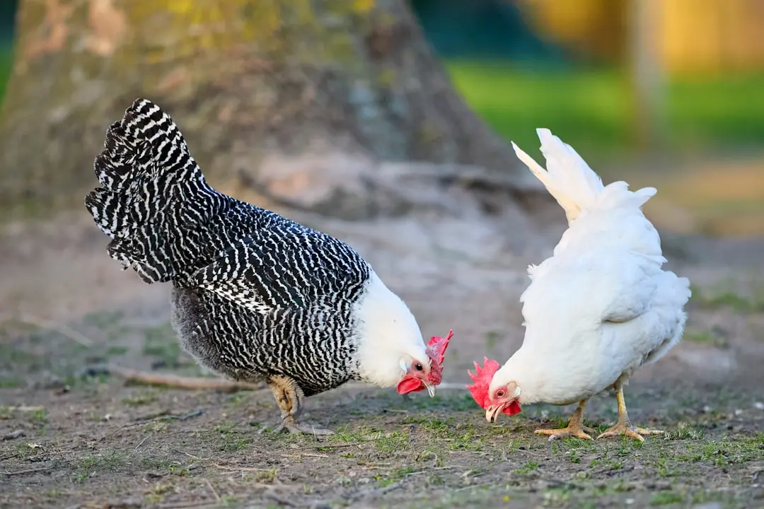 Two chickens walking near the farm path