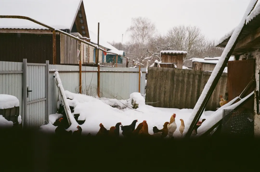 Chickens walking near a snowy backyard coop