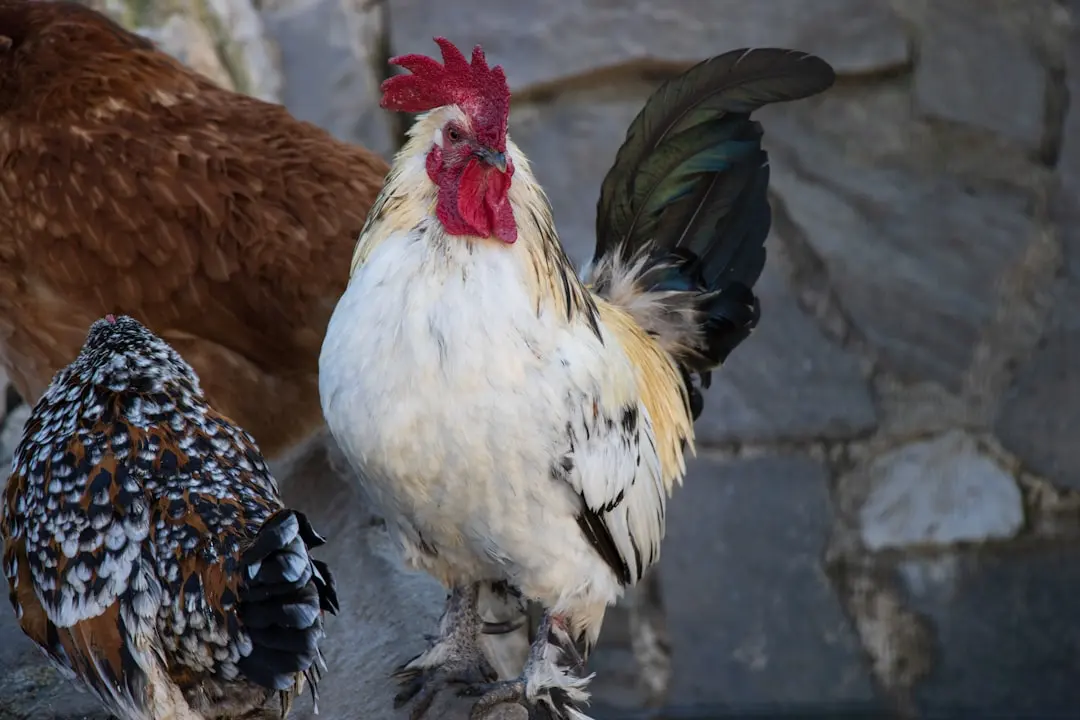 Rooster standing among chickens